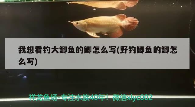 我想看釣大鯽魚的鯽怎么寫(野釣鯽魚的鯽怎么寫) 垂釣樂園