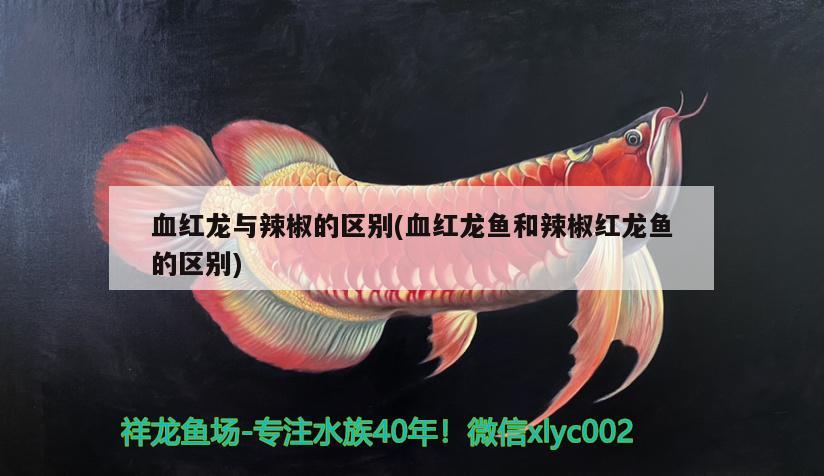 血紅龍與辣椒的區(qū)別(血紅龍魚(yú)和辣椒紅龍魚(yú)的區(qū)別) 觀(guān)賞魚(yú)