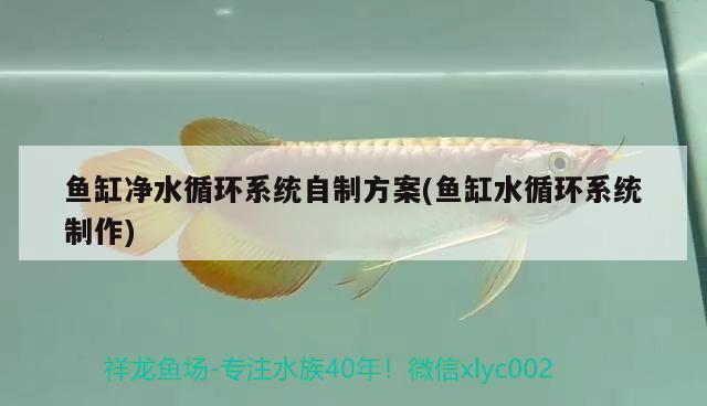 魚缸凈水循環(huán)系統(tǒng)自制方案(魚缸水循環(huán)系統(tǒng)制作)