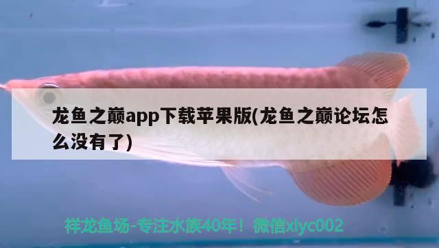 龍魚之巔app下載蘋果版(龍魚之巔論壇怎么沒有了) 觀賞魚