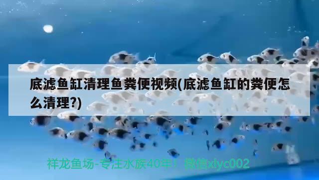 底濾魚缸清理魚糞便視頻(底濾魚缸的糞便怎么清理?) 飛鳳魚