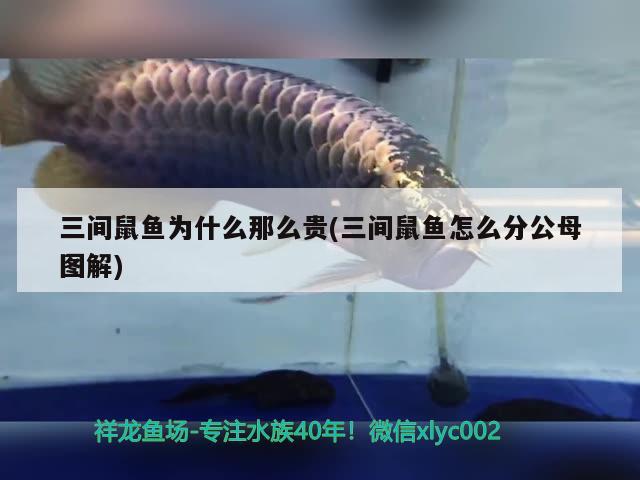 三間鼠魚為什么那么貴(三間鼠魚怎么分公母圖解) 三間鼠魚