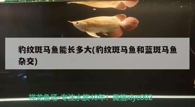 豹紋斑馬魚能長多大(豹紋斑馬魚和藍斑馬魚雜交)