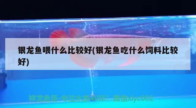 銀龍魚喂什么比較好(銀龍魚吃什么飼料比較好) 銀龍魚百科