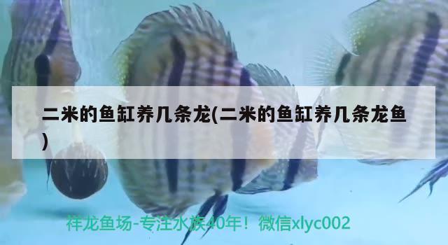 二米的魚缸養(yǎng)幾條龍(二米的魚缸養(yǎng)幾條龍魚) 過背金龍魚