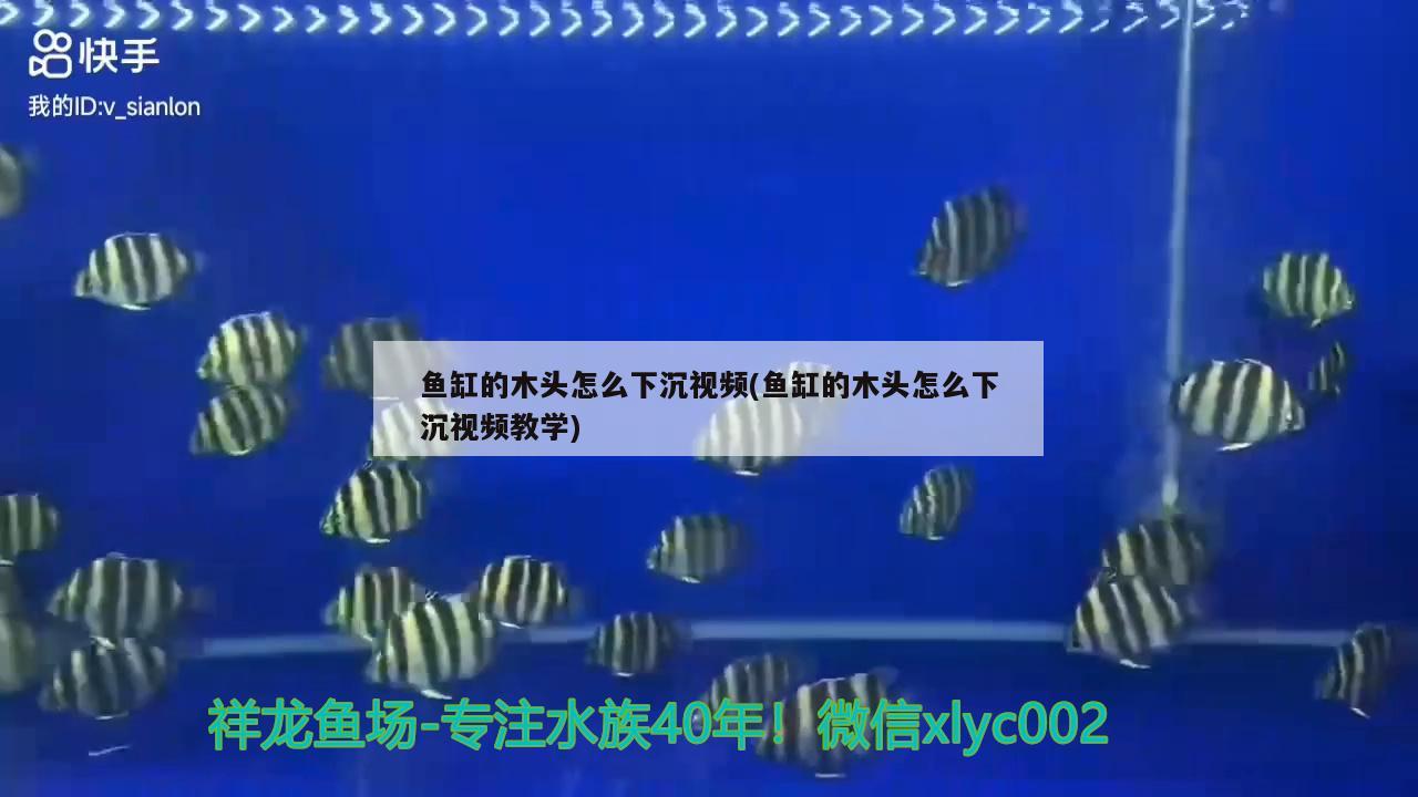 魚缸的木頭怎么下沉視頻(魚缸的木頭怎么下沉視頻教學(xué)) 帝王迷宮