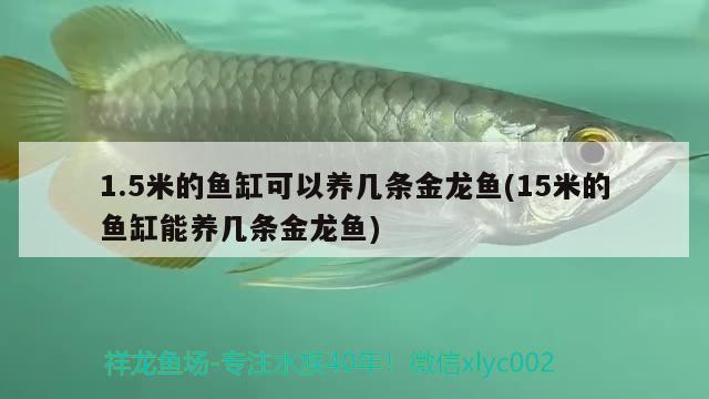 1.5米的魚(yú)缸可以養(yǎng)幾條金龍魚(yú)(15米的魚(yú)缸能養(yǎng)幾條金龍魚(yú))