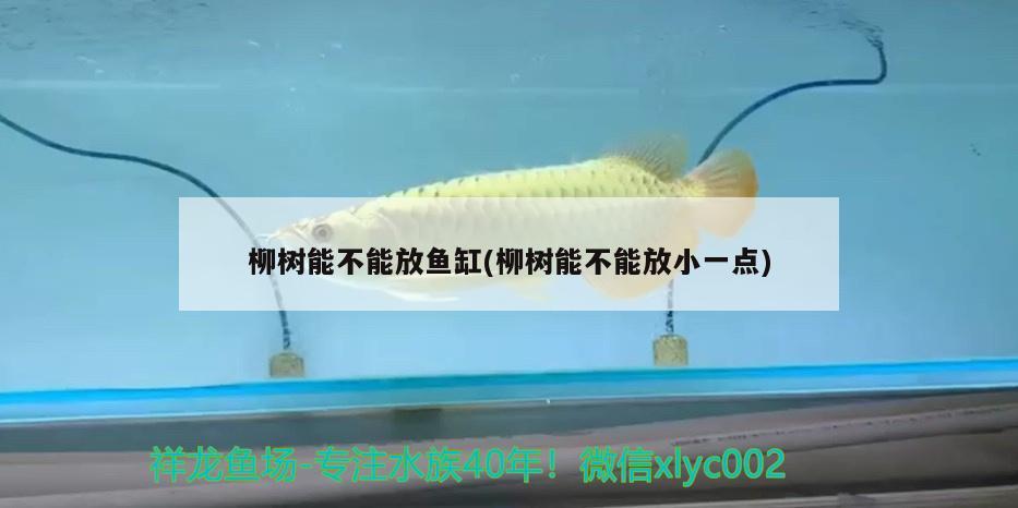 柳樹能不能放魚缸(柳樹能不能放小一點)