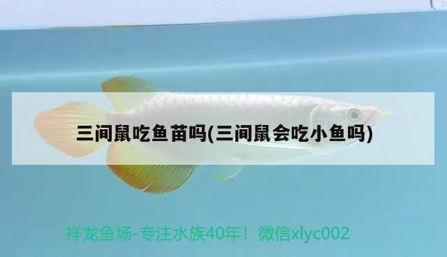 三間鼠吃魚苗嗎(三間鼠會吃小魚嗎)