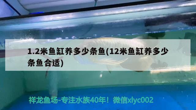 1.2米魚缸養(yǎng)多少條魚(12米魚缸養(yǎng)多少條魚合適) 粗線銀版魚苗