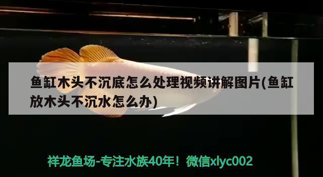 魚缸木頭不沉底怎么處理視頻講解圖片(魚缸放木頭不沉水怎么辦) 印尼四紋虎