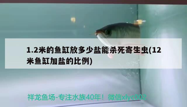 1.2米的魚缸放多少鹽能殺死寄生蟲(12米魚缸加鹽的比例) 蘇虎苗（蘇門答臘虎魚苗）