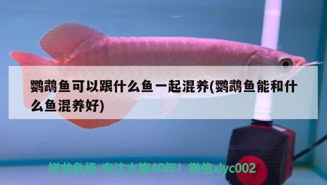 鸚鵡魚可以跟什么魚一起混養(yǎng)(鸚鵡魚能和什么魚混養(yǎng)好)