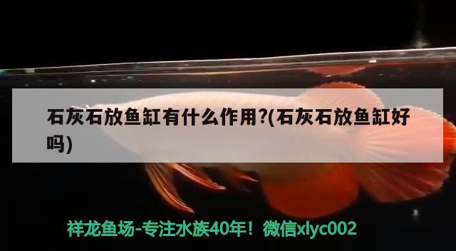 石灰石放魚缸有什么作用?(石灰石放魚缸好嗎)