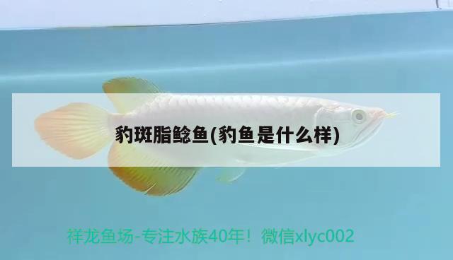 豹斑脂鯰魚(豹魚是什么樣) 觀賞魚