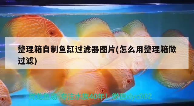 整理箱自制魚缸過濾器圖片(怎么用整理箱做過濾)