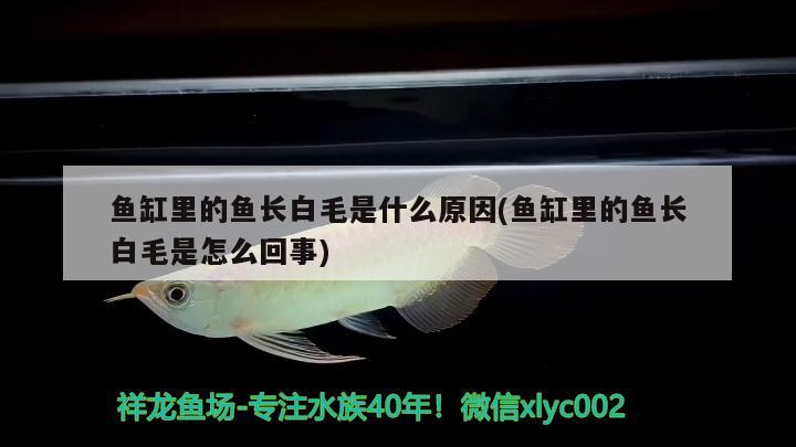 魚缸里的魚長白毛是什么原因(魚缸里的魚長白毛是怎么回事) 2024第28屆中國國際寵物水族展覽會CIPS（長城寵物展2024 CIPS）