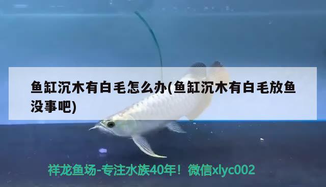 魚缸沉木有白毛怎么辦(魚缸沉木有白毛放魚沒事吧) 過背金龍魚