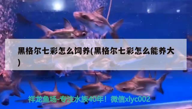 黑格爾七彩怎么飼養(yǎng)(黑格爾七彩怎么能養(yǎng)大) 觀賞魚