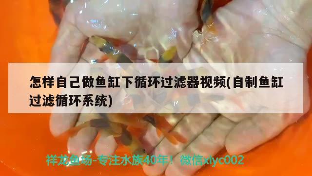 怎樣自己做魚缸下循環(huán)過濾器視頻(自制魚缸過濾循環(huán)系統(tǒng))