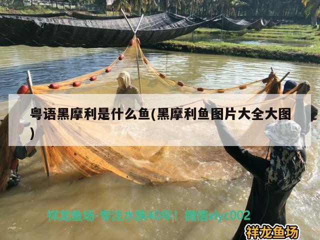 粵語黑摩利是什么魚(黑摩利魚圖片大全大圖) 觀賞魚