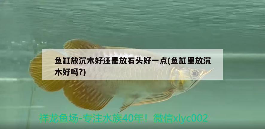 魚缸放沉木好還是放石頭好一點(diǎn)(魚缸里放沉木好嗎?)