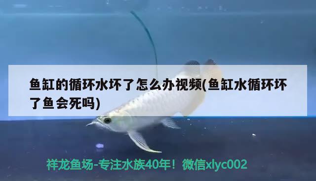 魚缸的循環(huán)水壞了怎么辦視頻(魚缸水循環(huán)壞了魚會死嗎)