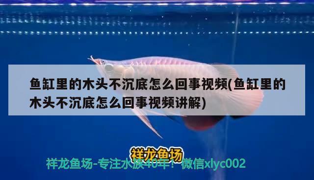 魚缸里的木頭不沉底怎么回事視頻(魚缸里的木頭不沉底怎么回事視頻講解)