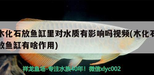 木化石放魚缸里對水質(zhì)有影響嗎視頻(木化石放魚缸有啥作用)