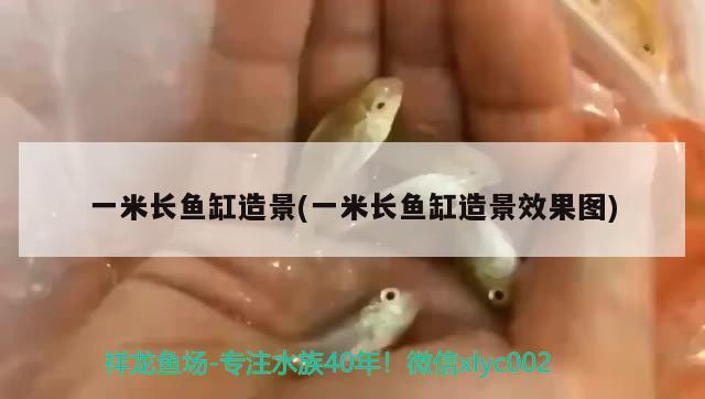 一米長魚缸造景(一米長魚缸造景效果圖) 白化火箭魚