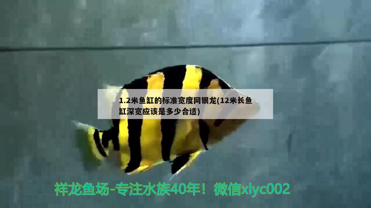 1.2米魚缸的標準寬度網(wǎng)銀龍(12米長魚缸深寬應該是多少合適)