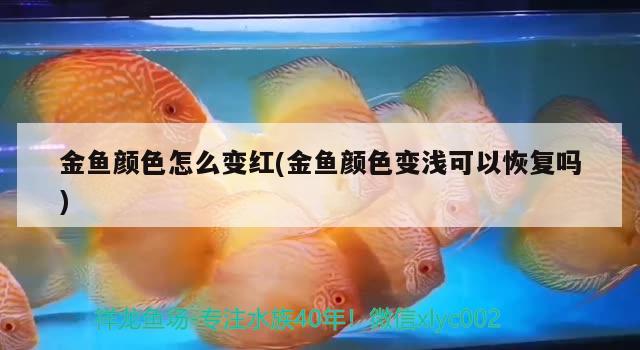 金魚顏色怎么變紅(金魚顏色變淺可以恢復(fù)嗎) 觀賞魚