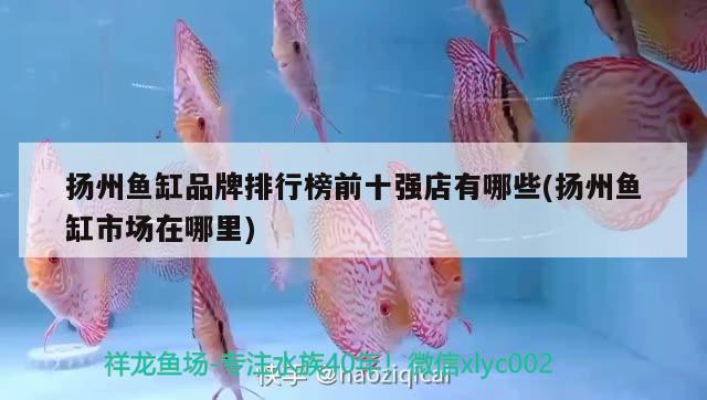 揚州魚缸品牌排行榜前十強店有哪些(揚州魚缸市場在哪里)