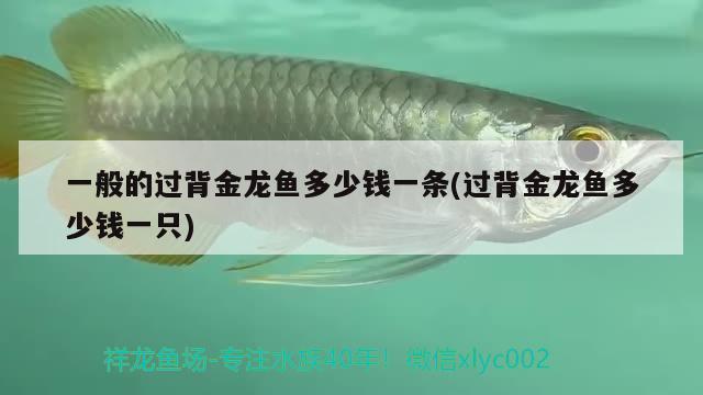 一般的過背金龍魚多少錢一條(過背金龍魚多少錢一只)