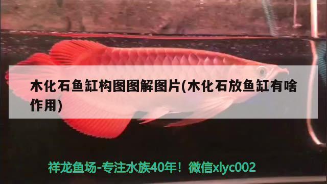 木化石魚缸構(gòu)圖圖解圖片(木化石放魚缸有啥作用)