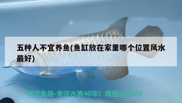 五種人不宜養(yǎng)魚(魚缸放在家里哪個位置風水最好) 魚缸風水