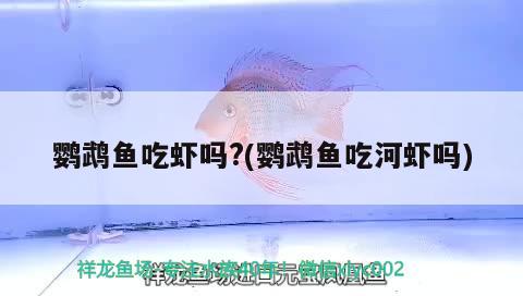 鸚鵡魚吃蝦嗎?(鸚鵡魚吃河蝦嗎) 鸚鵡魚