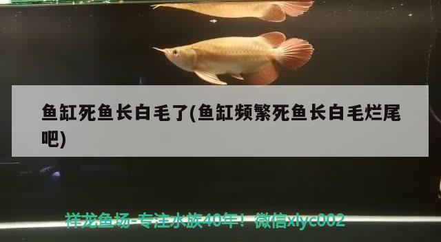 魚缸死魚長白毛了(魚缸頻繁死魚長白毛爛尾吧) 潛水艇魚