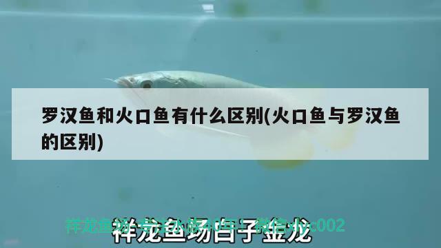 羅漢魚和火口魚有什么區(qū)別(火口魚與羅漢魚的區(qū)別)