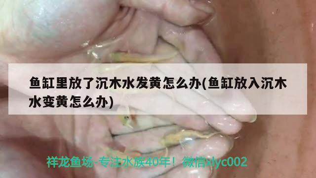 魚缸里放了沉木水發(fā)黃怎么辦(魚缸放入沉木水變黃怎么辦) 黃金斑馬魚