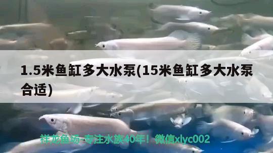 1.5米魚(yú)缸多大水泵(15米魚(yú)缸多大水泵合適) 狗仔招財(cái)貓魚(yú)