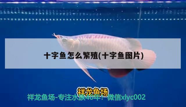 十字魚(yú)怎么繁殖(十字魚(yú)圖片) 觀(guān)賞魚(yú)