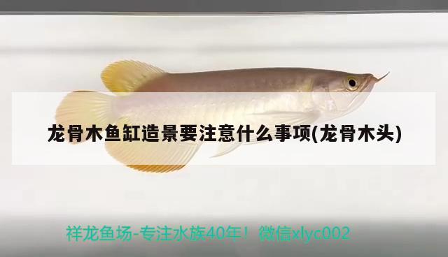 龍骨木魚(yú)缸造景要注意什么事項(xiàng)(龍骨木頭) 魟魚(yú)百科