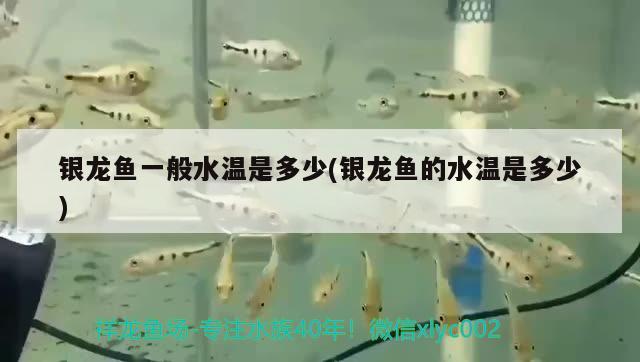 銀龍魚一般水溫是多少(銀龍魚的水溫是多少) 銀龍魚百科