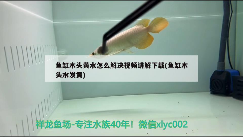 魚缸木頭黃水怎么解決視頻講解下載(魚缸木頭水發(fā)黃) 蝴蝶鯉