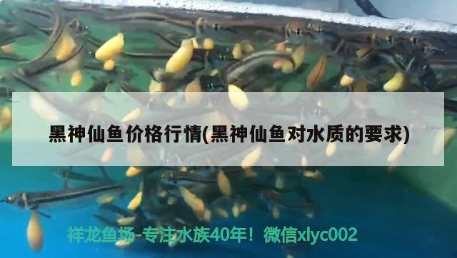 黑神仙魚價格行情(黑神仙魚對水質(zhì)的要求) 觀賞魚