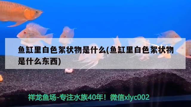 魚缸里白色絮狀物是什么(魚缸里白色絮狀物是什么東西) 殺菌消毒設(shè)備