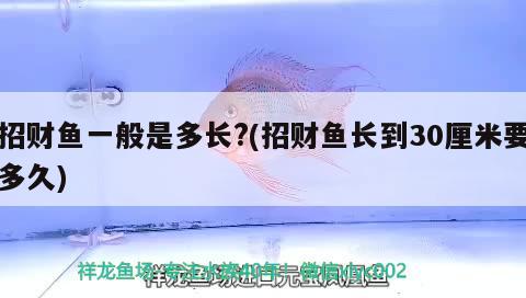 招財魚一般是多長?(招財魚長到30厘米要多久) 觀賞魚