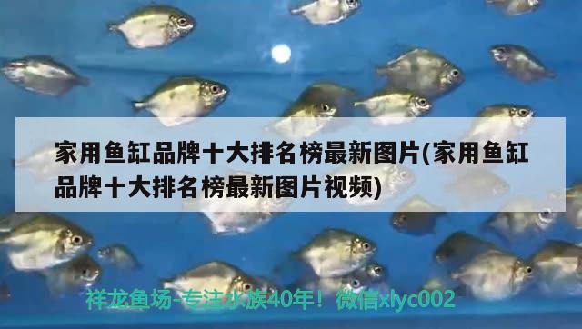 家用魚缸品牌十大排名榜最新圖片(家用魚缸品牌十大排名榜最新圖片視頻)