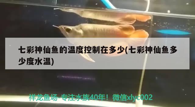 七彩神仙魚的溫度控制在多少(七彩神仙魚多少度水溫) 七彩神仙魚